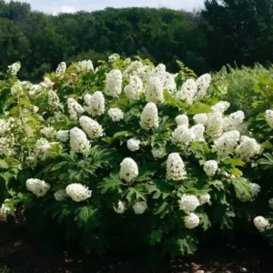 White Oakleaf Hydrangea Plant Bush Tree Live Shrub in Quart Pot, Well Rooted Plants