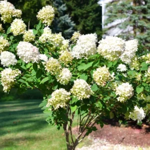 White Oakleaf Hydrangea Plant Bush Tree Live Shrub in Quart Pot, Well Rooted Plants