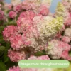 White Oakleaf Hydrangea Plant Bush Tree Live Shrub in Quart Pot, Well Rooted Plants