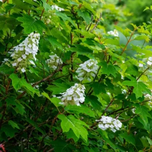 White Hydrangea Bush Plant Tree Live Shrub in Pot, Starter Plant