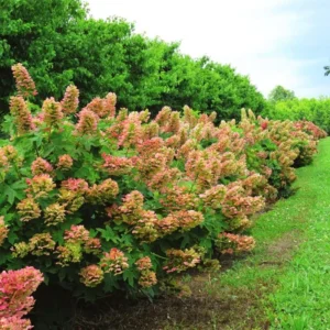 Pink Hydrangea Bush Plant Tree Live Shrub in Pot, Starter Plant