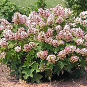 Pink Hydrangea Bush Plant Tree Live Shrub in Pot, Starter Plant