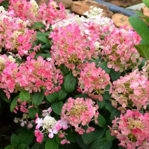 Pink Hydrangea Bush Plant Tree Live Shrub in Pot, Starter Plant