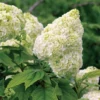 White Oakleaf Hydrangea Tree, Hydrangea Bush, Hydrangea Live Plant Tree Live Shrub in Quart Pot, Well Rooted Plant
