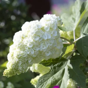 White Oakleaf Hydrangea Tree, Hydrangea Bush, Hydrangea Live Plant Tree Live Shrub in Quart Pot, Well Rooted Plant