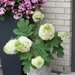 White Oakleaf Hydrangea Tree, Hydrangea Bush, Hydrangea Live Plant Tree Live Shrub in Quart Pot, Well Rooted Plant