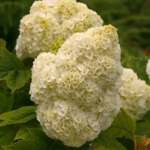 White Oakleaf Hydrangea Tree, Hydrangea Bush, Hydrangea Live Plant Tree Live Shrub in Quart Pot, Well Rooted Plant