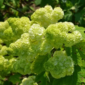 White Oakleaf Hydrangea Tree, Hydrangea Bush, Hydrangea Live Plant Tree Live Shrub in Quart Pot, Well Rooted Plant