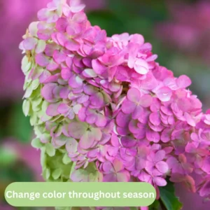 White Oakleaf Hydrangea Plant Bush Tree Live Shrub in Quart Pot, Well Rooted Plants