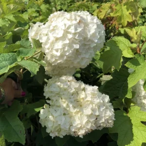 White Oakleaf Hydrangea Tree, Hydrangea Bush, Hydrangea Live Plant Tree Live Shrub in Quart Pot, Well Rooted Plant