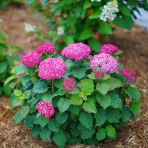 Ruby Hydrangea Bush Plant Tree Live Shrub in Pot, Starter Plant
