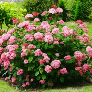 Ruby Hydrangea Bush Plant Tree Live Shrub in Pot, Starter Plant