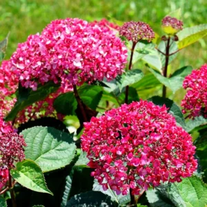 Ruby Hydrangea Bush Plant Tree Live Shrub in Pot, Starter Plant