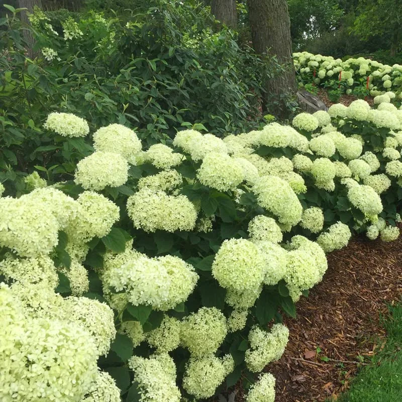 Light Green Hydrangea Bush Plant Tree Live Shrub in Pot, Starter Plant