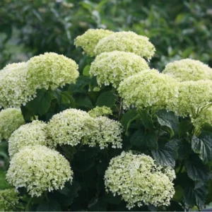 Light Green Hydrangea Bush Plant Tree Live Shrub in Pot, Starter Plant