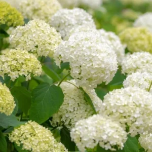 Light Green Hydrangea Bush Plant Tree Live Shrub in Pot, Starter Plant