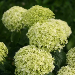 Light Green Hydrangea Bush Plant Tree Live Shrub in Pot, Starter Plant