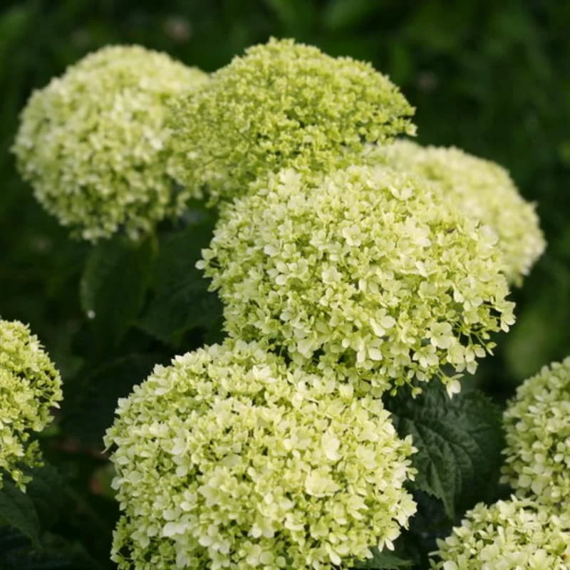 Light Green Hydrangea Bush Plant Tree Live Shrub in Pot, Starter Plant