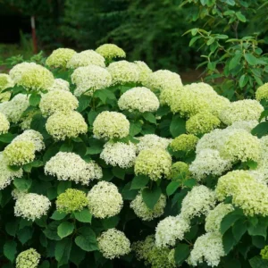 Light Green Hydrangea Bush Plant Tree Live Shrub in Pot, Starter Plant