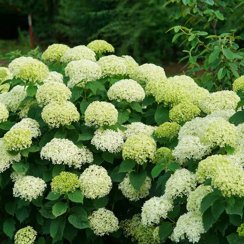 Light Green Hydrangea Bush Plant Tree Live Shrub in Pot, Starter Plant