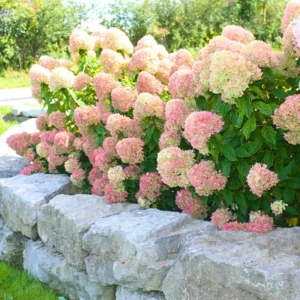 Pink White Hydrangea Bush, Hydrangea Tree Live Shrub Plant, Smooth Pink White Blooms in Pot, Established Roots, Hydrangea Plant