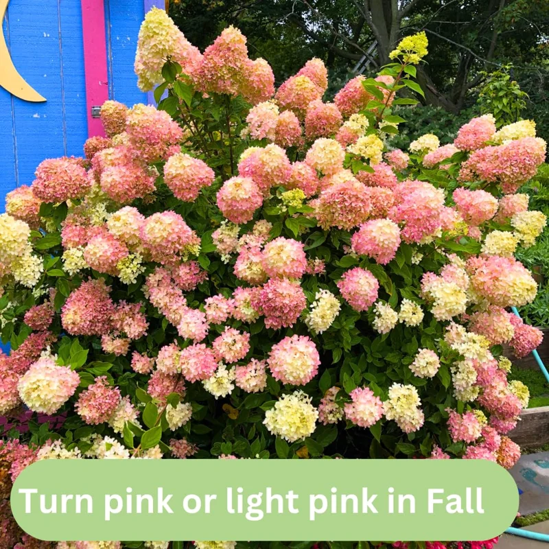 Pink White Hydrangea Bush, Hydrangea Tree Live Shrub Plant, Smooth Pink White Blooms in Pot, Established Roots, Hydrangea Plant
