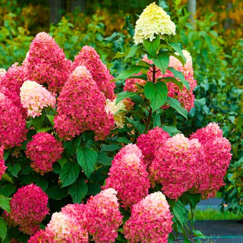 Pink White Hydrangea Bush, Hydrangea Tree Live Shrub Plant, Smooth Pink White Blooms in Pot, Established Roots, Hydrangea Plant