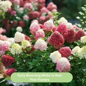 Pink White Hydrangea Bush, Hydrangea Tree Live Shrub Plant, Smooth Pink White Blooms in Pot, Established Roots, Hydrangea Plant