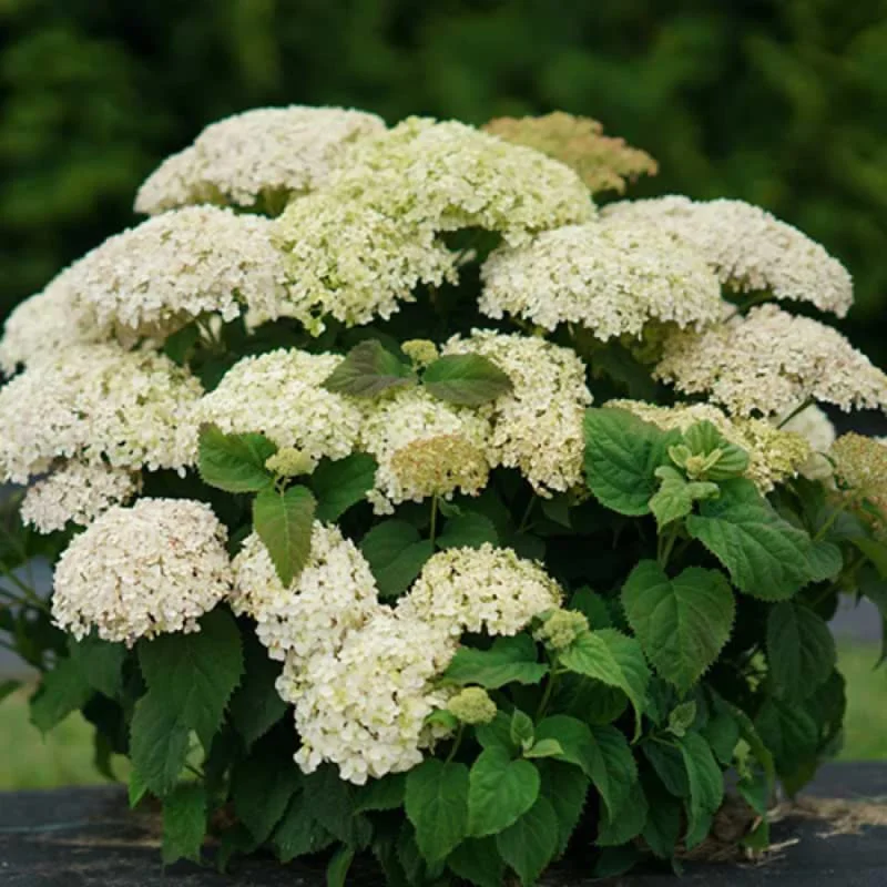Light Green Hydrangea Bush Plant Tree Live Shrub in Pot, Starter Plant