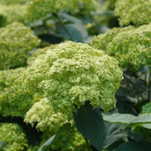 Green Hydrangea Bush, Hydrangea Live Plant, Hydrangea Tree Live Shrub, Lime Color Hydrangea in Pot, Well-rooted Plant