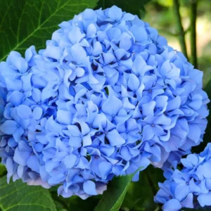 Blue Hydrangea Bush Plant Tree Live Shrub, Hydrangea Live Plant, Hydrangea Tree 12 to 18 Inches Tall in 2.5 Inc Pot