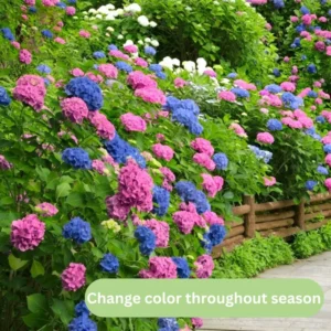 Blue Hydrangea Bush Plant Tree Live Shrub, Hydrangea Live Plant, Hydrangea Tree 12 to 18 Inches Tall in 2.5 Inc Pot