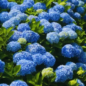 Blue Hydrangea Bush Plant Tree Live Shrub, Hydrangea Live Plant, Hydrangea Tree 12 to 18 Inches Tall in 2.5 Inc Pot