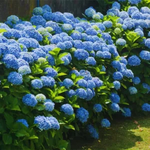 Blue Hydrangea Bush Plant Tree Live Shrub, Hydrangea Live Plant, Hydrangea Tree 12 to 18 Inches Tall in 2.5 Inc Pot