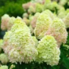 Light Green Hydrangea Bush Plant Tree Live Shrub Beautiful Colors in Pot, Starter Plant