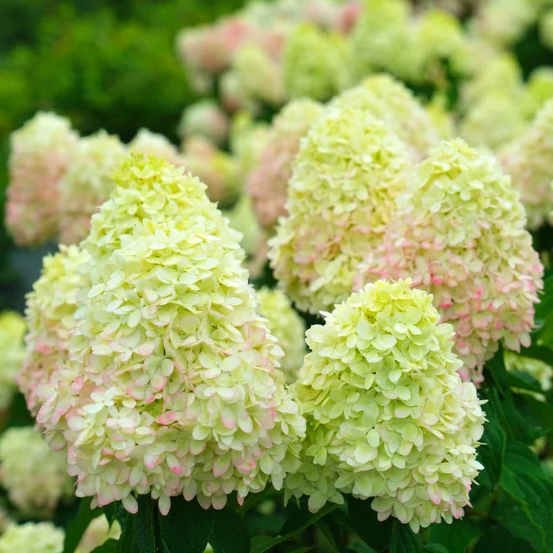 Light Green Hydrangea Bush Plant Tree Live Shrub Beautiful Colors in Pot, Starter Plant