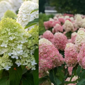 Light Green Hydrangea Bush Plant Tree Live Shrub Beautiful Colors in Pot, Starter Plant