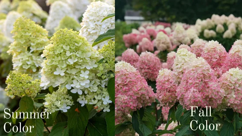 Light Green Hydrangea Bush Plant Tree Live Shrub Beautiful Colors in Pot, Starter Plant