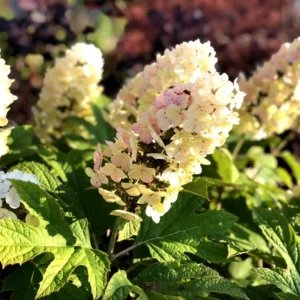 Light Green Hydrangea Bush Plant Tree Live Shrub Beautiful Colors in Pot, Starter Plant