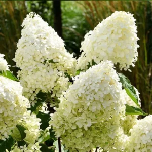 Light Green Hydrangea Bush Plant Tree Live Shrub Beautiful Colors in Pot, Starter Plant