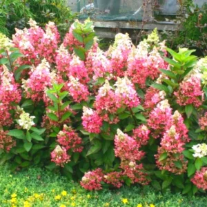 Hydrangea Live Plant Tree, Hydrangea Bush Live Shrub in Pot, Starter Plant, White to Rose Pink Orange Color Blooms
