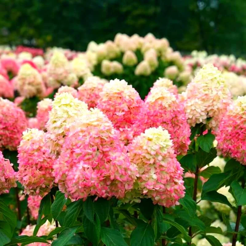 Hydrangea Live Plant Tree, Hydrangea Bush Live Shrub in Pot, Starter Plant, White to Rose Pink Orange Color Blooms