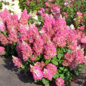 Hydrangea Live Plant Tree, Hydrangea Bush Live Shrub in Pot, Starter Plant, White to Rose Pink Orange Color Blooms