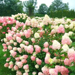 Hydrangea Live Plant Tree, Hydrangea Bush Live Shrub in Pot, Starter Plant, White to Rose Pink Orange Color Blooms