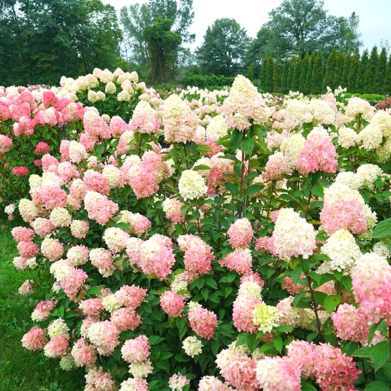 Hydrangea Live Plant Tree, Hydrangea Bush Live Shrub in Pot, Starter Plant, White to Rose Pink Orange Color Blooms