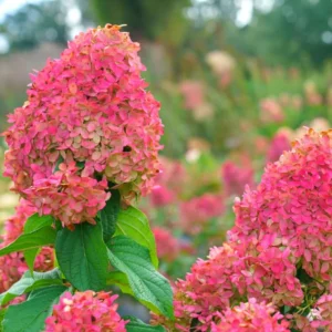Fire Pink to White Hydrangea Tree, Hydrangea Live Plant, Hydrange Bush in Pot, Well-rooted Plant