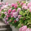 Pink Shades Hydrangea Bush Plant Tree Live Shrub Plant Outside 2.5" Pot, Starter Plant