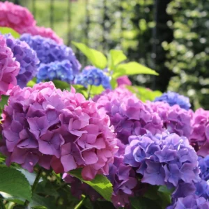 Pink Shades Hydrangea Bush Plant Tree Live Shrub Plant Outside 2.5