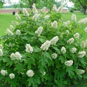 White Oakleaf Hydrangea Live Plant, Hydrangea Bush Perennial, Hydrangea Tree Shrub Plant in Pot, Well-rooted Plant