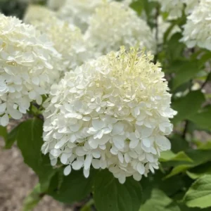 White Hydrangea Plant Tree Bush Live Shrub in Pot, Starter Plant